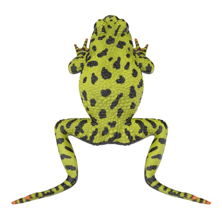 Fire Bellied Toad Frog Rigged 3D model