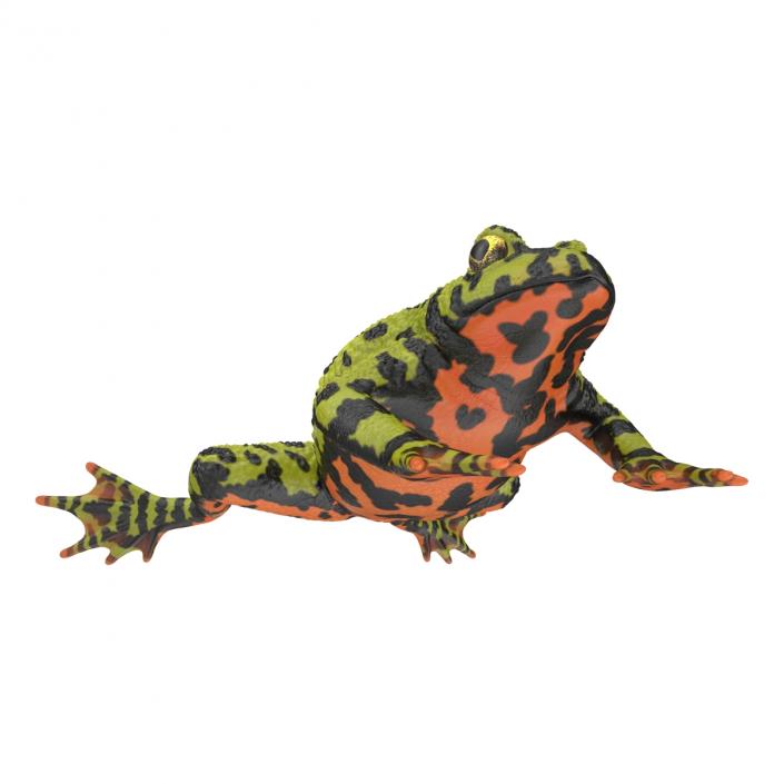 Fire Bellied Toad Frog Rigged 3D model