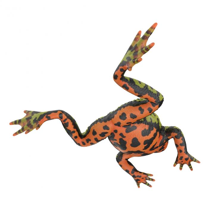 Fire Bellied Toad Frog Rigged 3D model