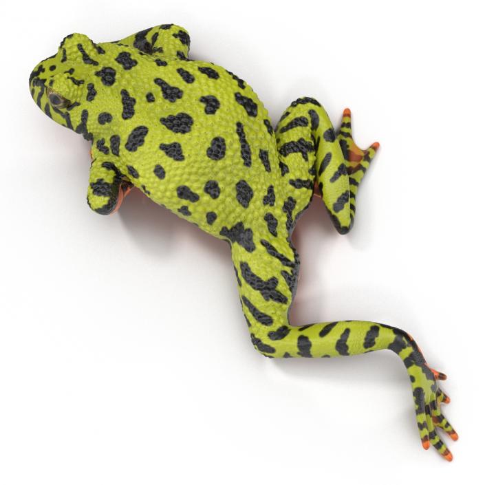 Fire Bellied Toad Frog Rigged 3D model