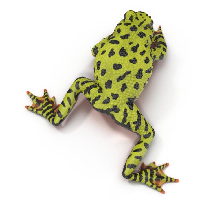 Fire Bellied Toad Frog Rigged 3D model