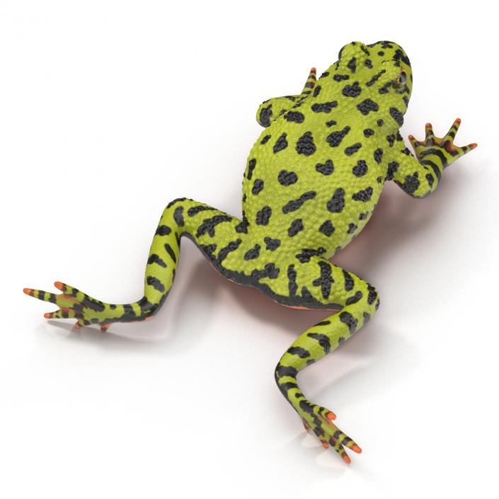 Fire Bellied Toad Frog Rigged 3D model