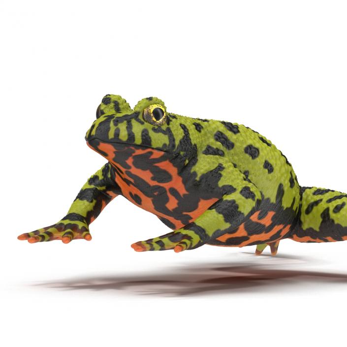 Fire Bellied Toad Frog Rigged 3D model