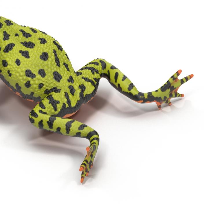 Fire Bellied Toad Frog Rigged 3D model