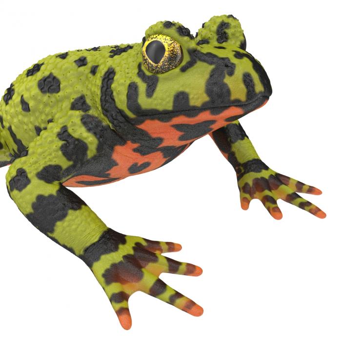 Fire Bellied Toad Frog Rigged 3D model