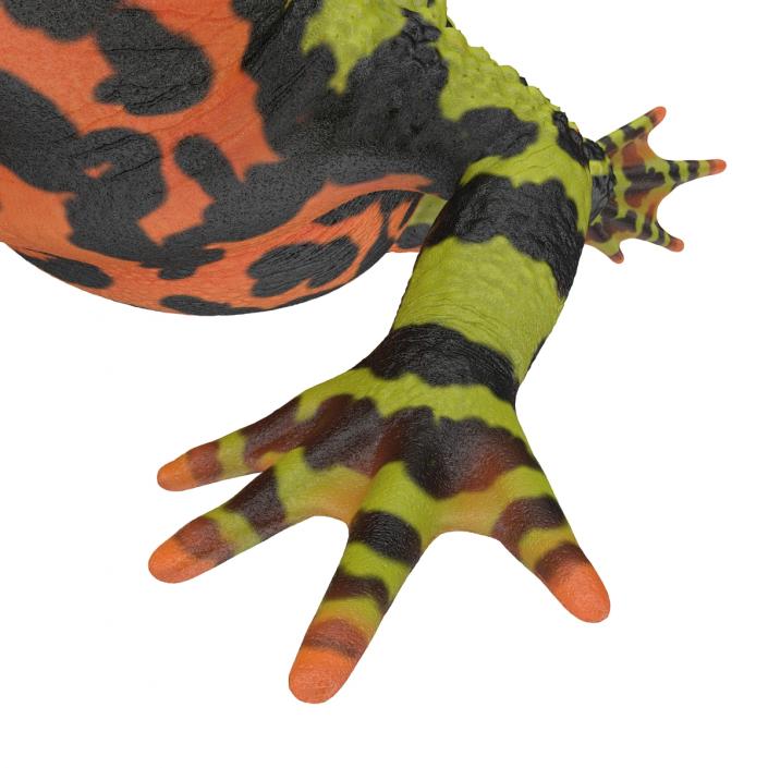 Fire Bellied Toad Frog Rigged 3D model