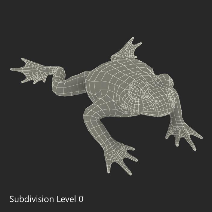 Fire Bellied Toad Frog Rigged 3D model