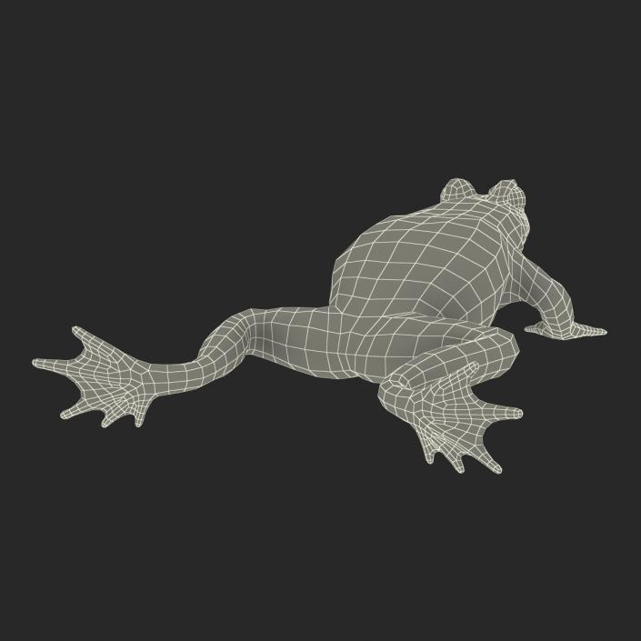 Fire Bellied Toad Frog Rigged 3D model