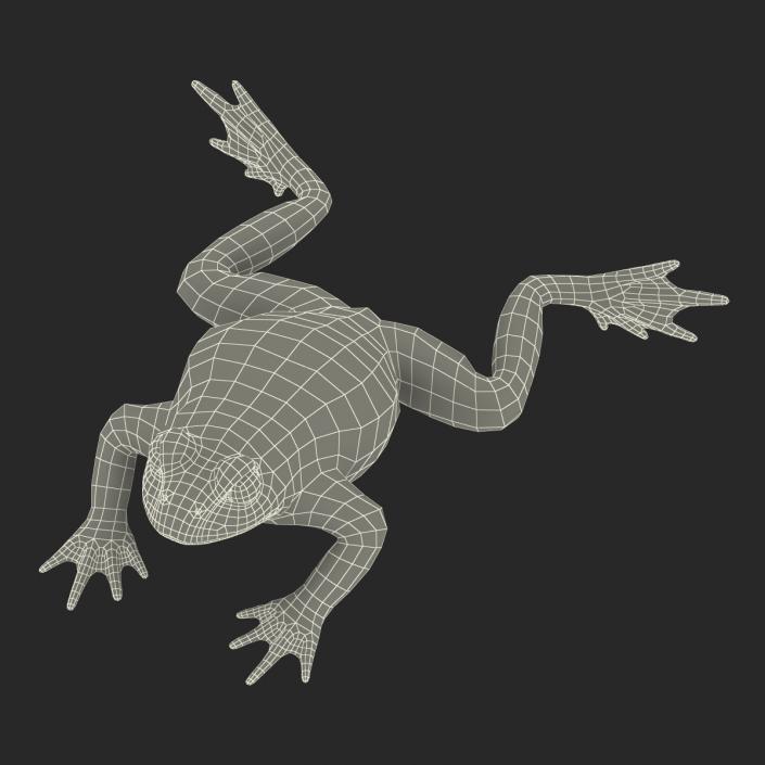 Fire Bellied Toad Frog Rigged 3D model