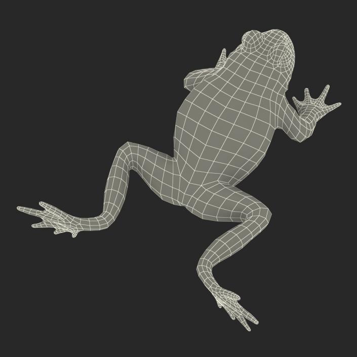 Fire Bellied Toad Frog Rigged 3D model