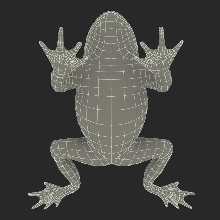 Fire Bellied Toad Frog Rigged 3D model