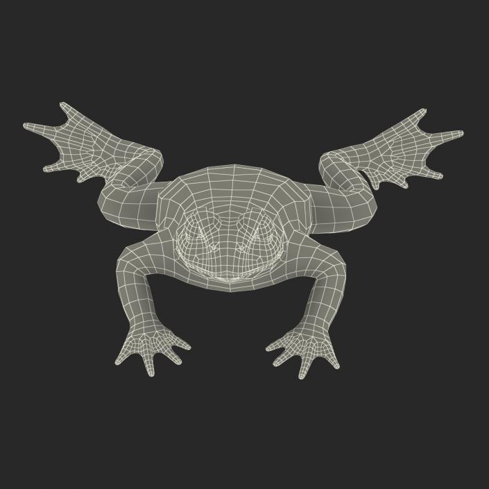 Fire Bellied Toad Frog Rigged 3D model