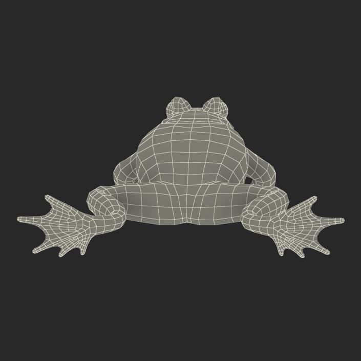 Fire Bellied Toad Frog Rigged 3D model