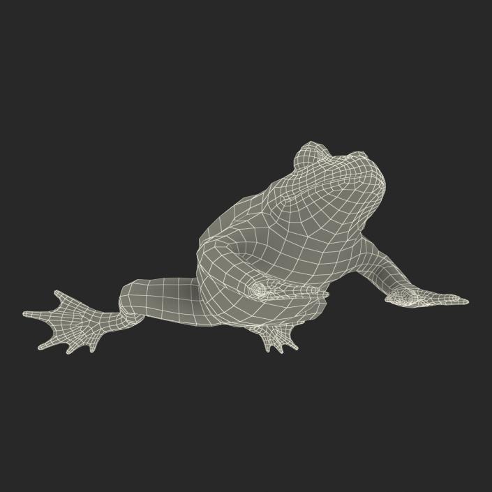 Fire Bellied Toad Frog Rigged 3D model