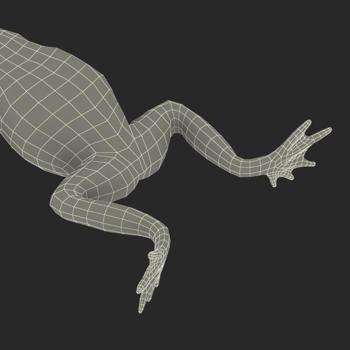 Fire Bellied Toad Frog Rigged 3D model