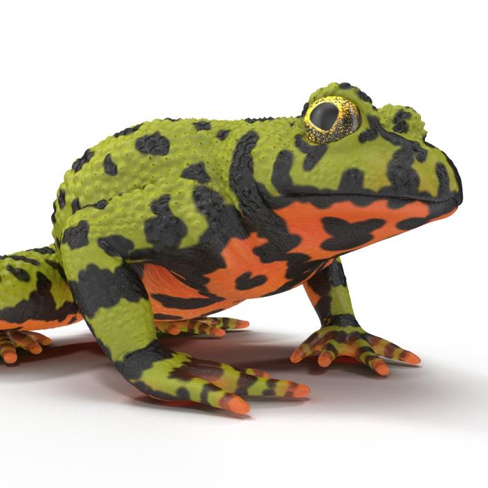 Fire Bellied Toad Frog Pose 2 3D model