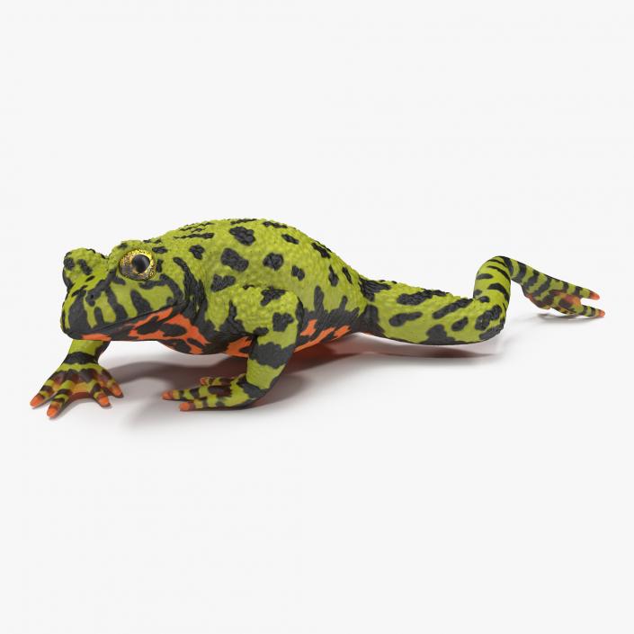 Fire Bellied Toad Frog Pose 3 3D model