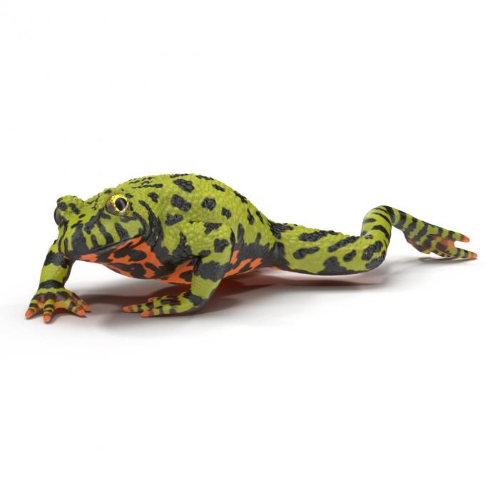 Fire Bellied Toad Frog Pose 3 3D model