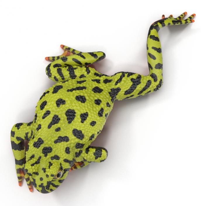 Fire Bellied Toad Frog Pose 3 3D model