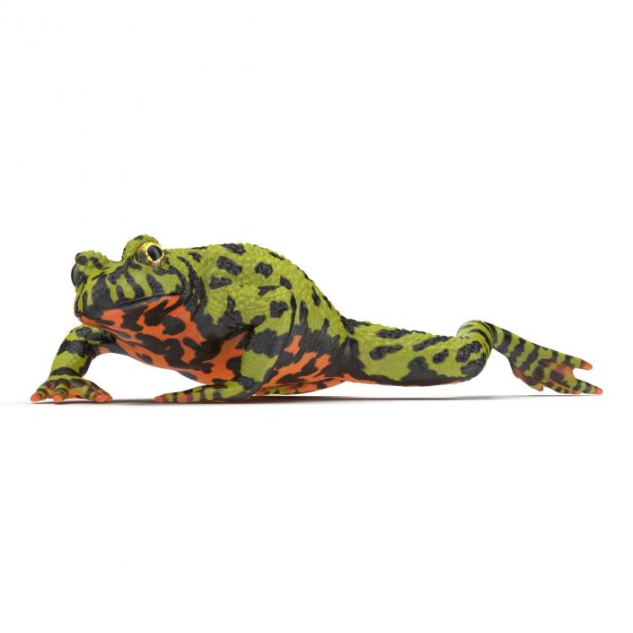 Fire Bellied Toad Frog Pose 3 3D model