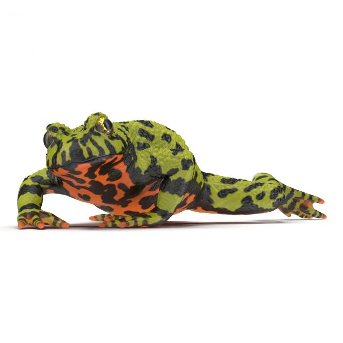 Fire Bellied Toad Frog Pose 3 3D model