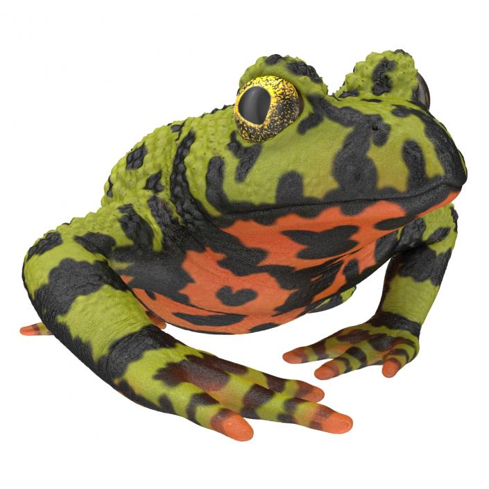 Fire Bellied Toad Frog Pose 3 3D model