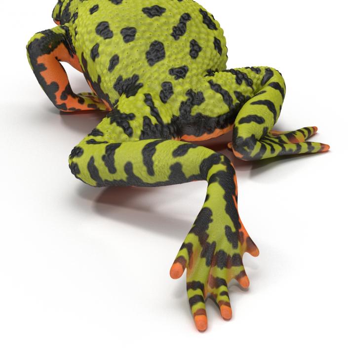 Fire Bellied Toad Frog Pose 3 3D model