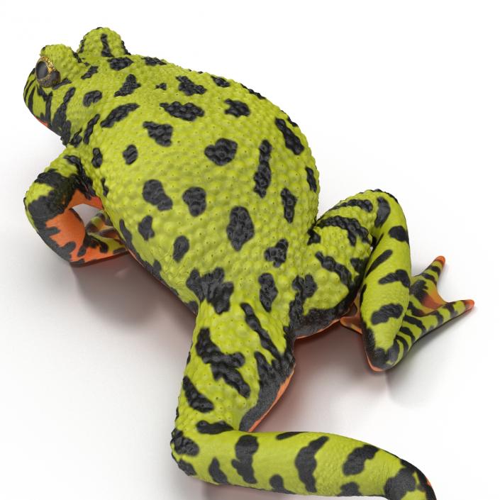 Fire Bellied Toad Frog Pose 3 3D model