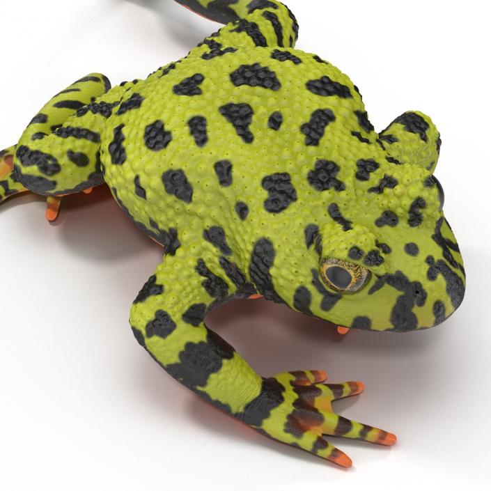 Fire Bellied Toad Frog Pose 3 3D model