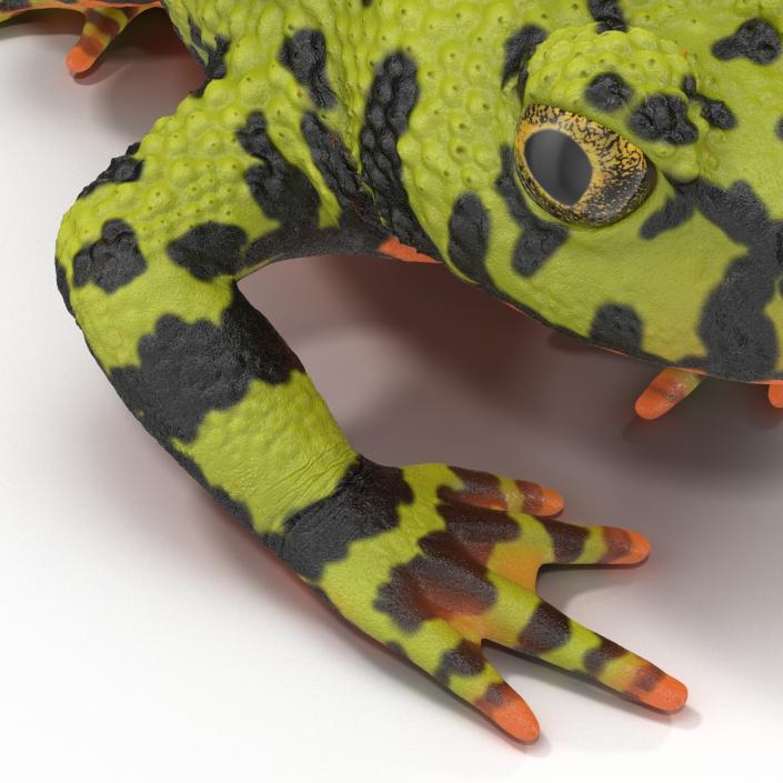 Fire Bellied Toad Frog Pose 3 3D model