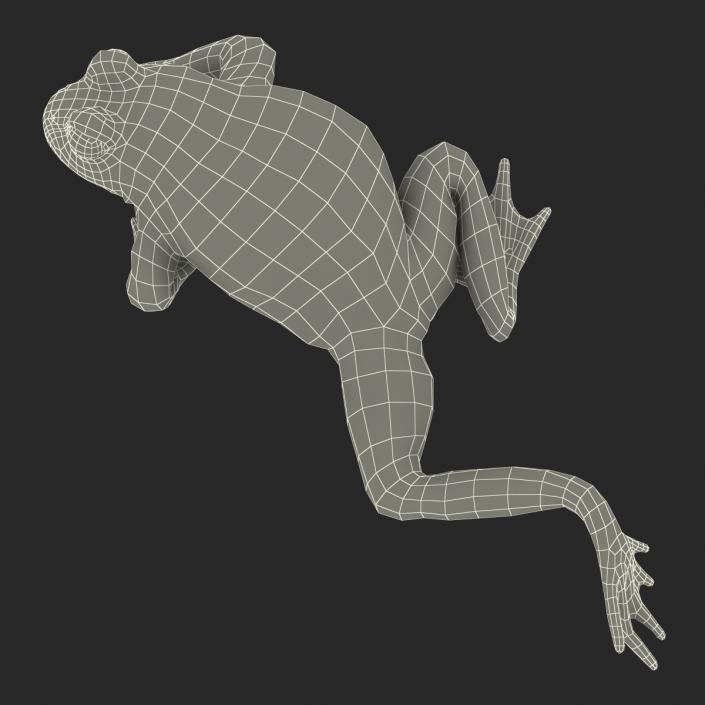 Fire Bellied Toad Frog Pose 3 3D model