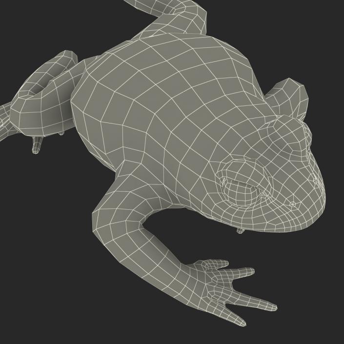 Fire Bellied Toad Frog Pose 3 3D model