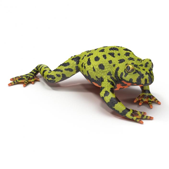 Fire Bellied Toad Frog Pose 4 3D model