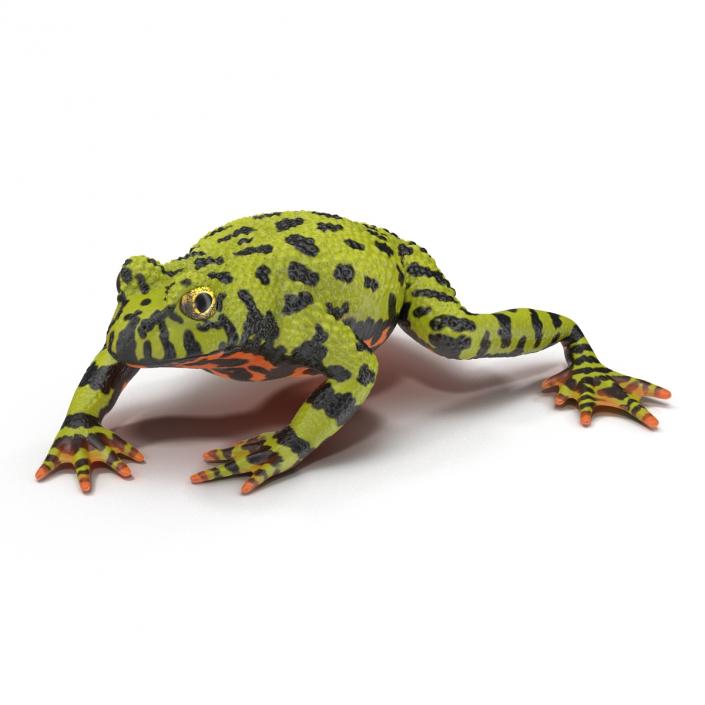 Fire Bellied Toad Frog Pose 4 3D model