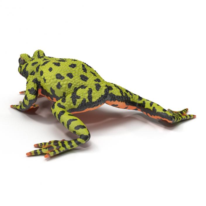 Fire Bellied Toad Frog Pose 4 3D model