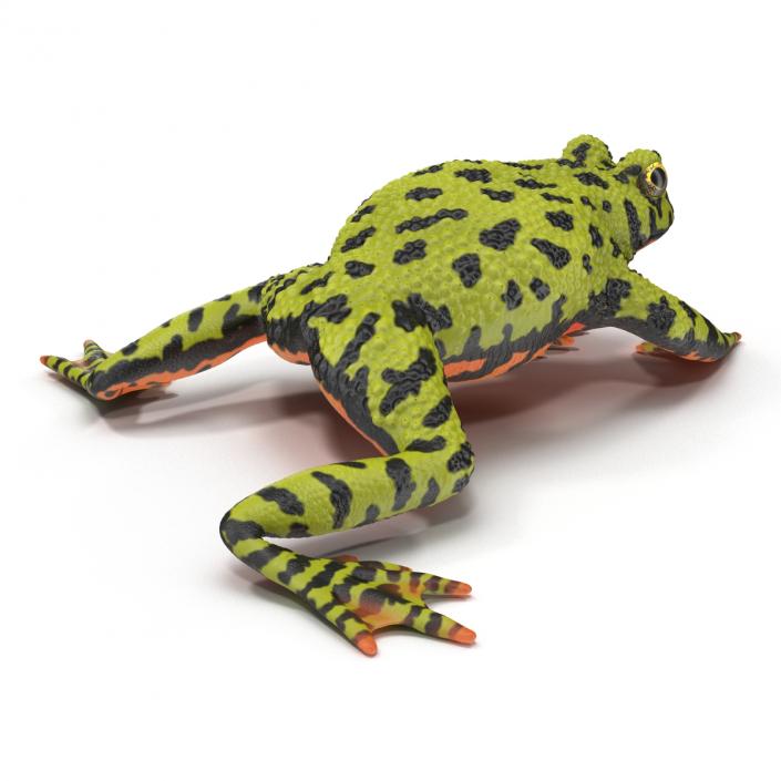 Fire Bellied Toad Frog Pose 4 3D model