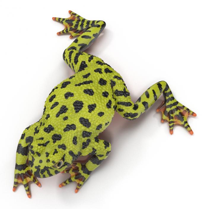 Fire Bellied Toad Frog Pose 4 3D model