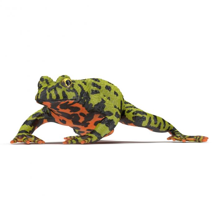 Fire Bellied Toad Frog Pose 4 3D model