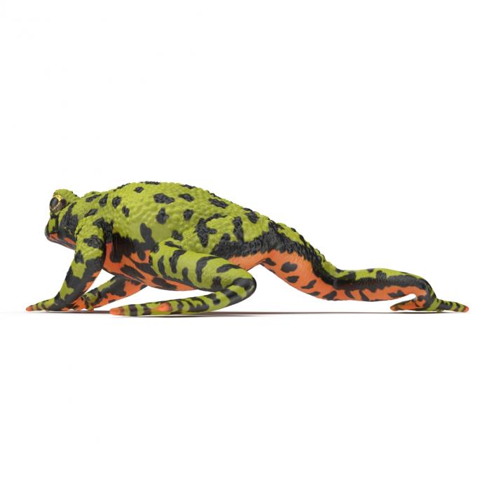 Fire Bellied Toad Frog Pose 4 3D model