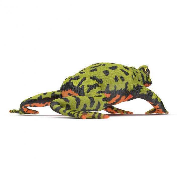 Fire Bellied Toad Frog Pose 4 3D model