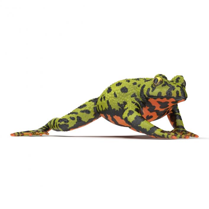 Fire Bellied Toad Frog Pose 4 3D model