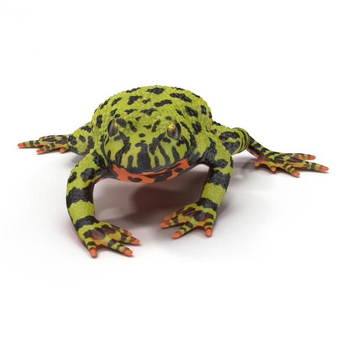 Fire Bellied Toad Frog Pose 4 3D model