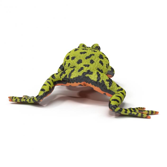 Fire Bellied Toad Frog Pose 4 3D model