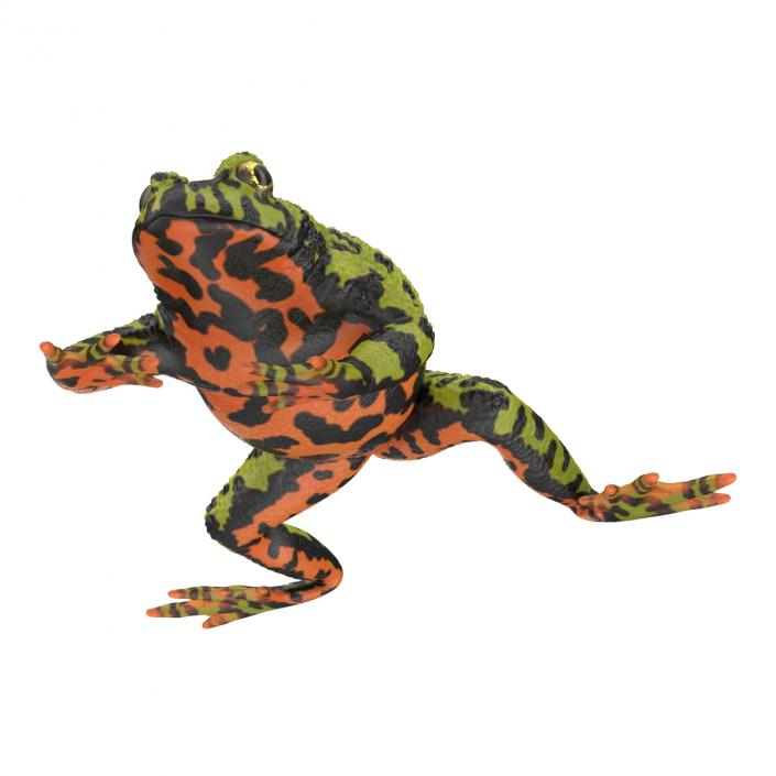 Fire Bellied Toad Frog Pose 4 3D model