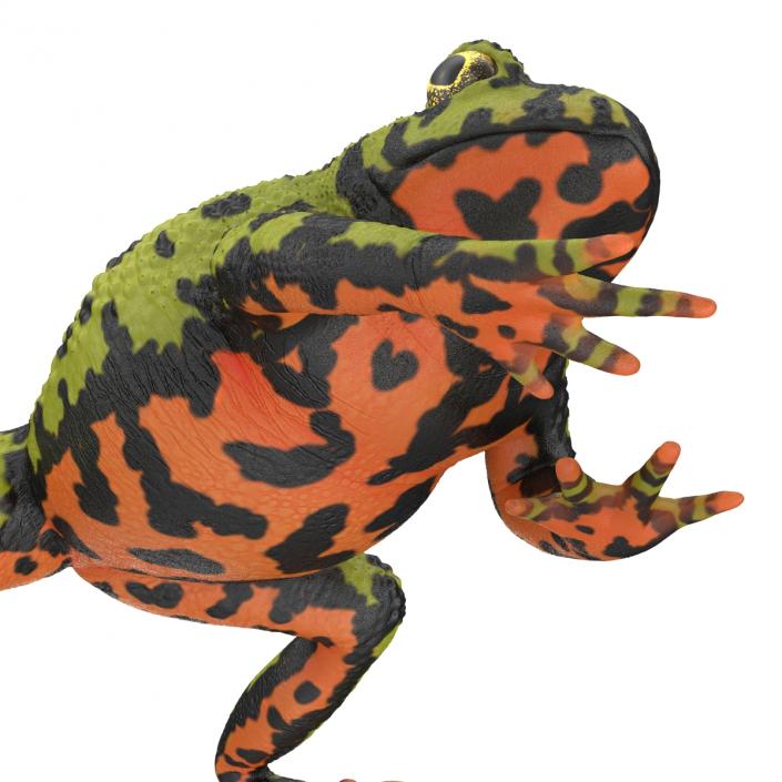 Fire Bellied Toad Frog Pose 4 3D model