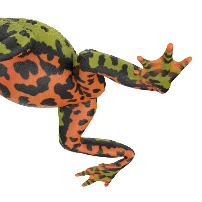 Fire Bellied Toad Frog Pose 4 3D model