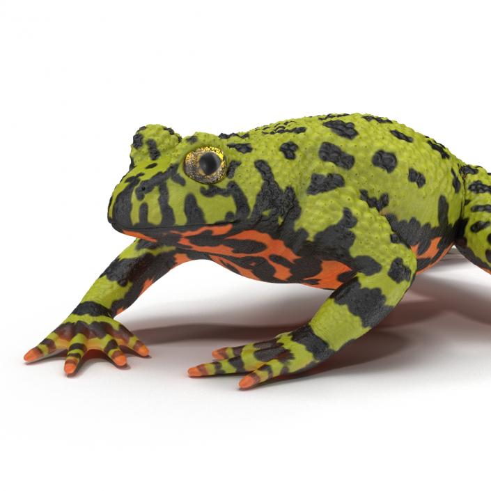 Fire Bellied Toad Frog Pose 4 3D model