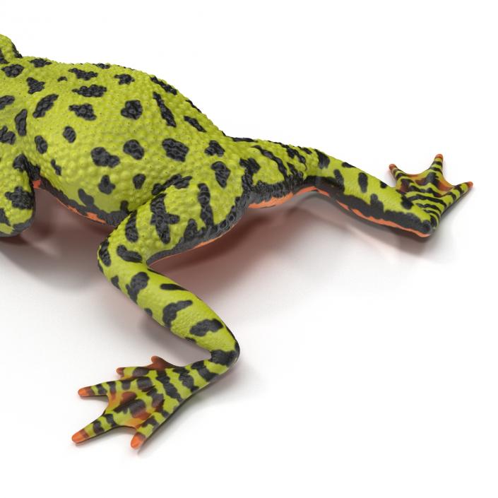 Fire Bellied Toad Frog Pose 4 3D model