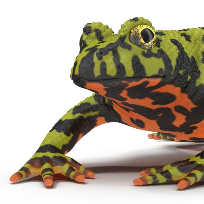 Fire Bellied Toad Frog Pose 4 3D model