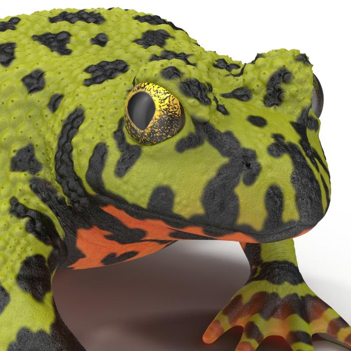 Fire Bellied Toad Frog Pose 4 3D model